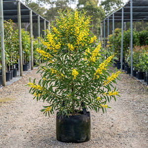 Golden Wattle - Acacia pycnantha