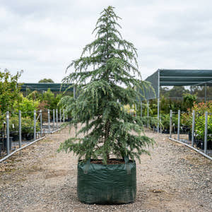 Himalayan Cedar - Cedrus deodara