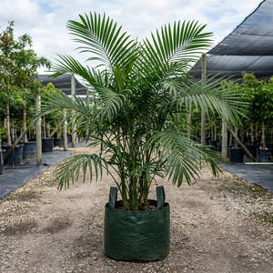 Hooperiana Palm - Chamaedorea hooperiana