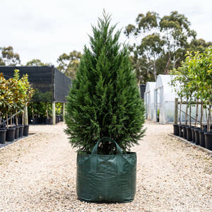 Private Green Mexican Cypress - Cupressus lusitanica ‘Private Green’