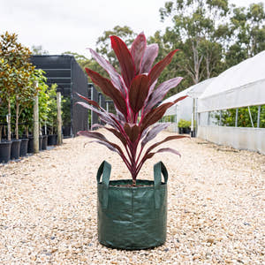 Red Ti Plant - Cordyline fruticosa ‘Rubra’