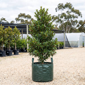 Blue Lilly Pilly - Syzygium oleosum