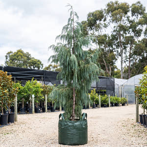 Kashmir Cypress - Cupressus cashmeriana
