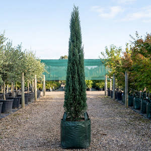 Italian Cypress - Cupressus sempervirens ‘Stricta’