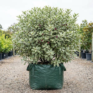 Ivory Sheen Kohuhu - Pittosporum tenuifolium ‘Ivory Sheen’