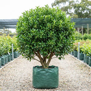 Japanese spindle - Euonymus japonicus