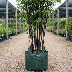 Java Black Bamboo - Gigantochloa atroviolacea ‘Java Black’