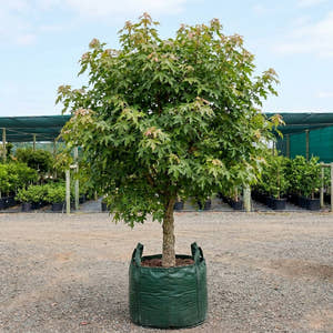 Lacebark Tree - Brachychiton discolor