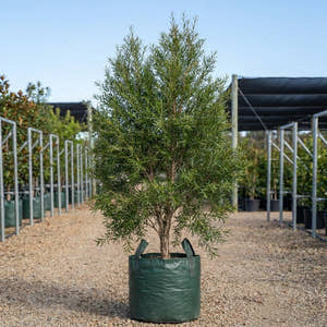 Lemon Scented Tea Tree - Leptospermum petersonii