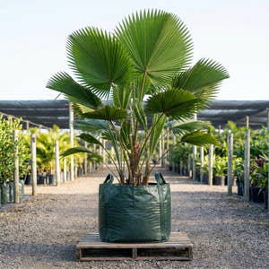 Mangrove Fan Palm - Licuala spinosa