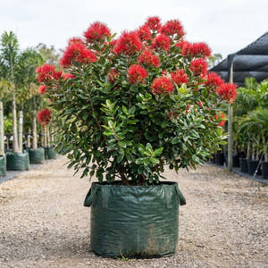 Metrosideros collina ‘Springfire’