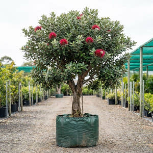 Metrosideros tomentosa Pōhutukawa