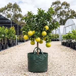 Thai Sun Pummelo - Citrus maxima ‘Thai Sun’