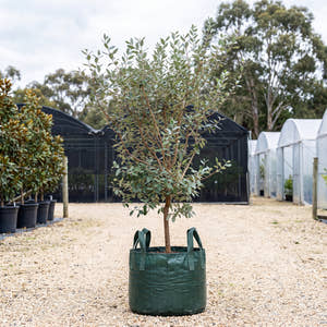 Pineapple Guava - Acca sellowiana