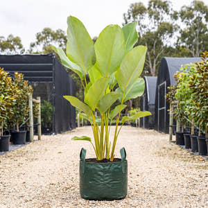 Cuban Cigar Calathea - Calathea lutea