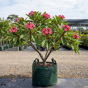 Pink Frangipani - Plumeria rubra