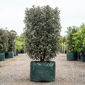 Pittosporum Mean Screen - Pittosporum tenuifolium ‘Mean Screen’