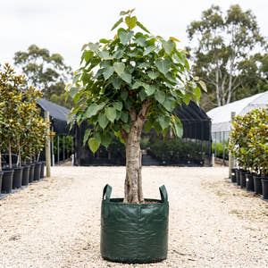 Sacred Fig - Ficus religiosa