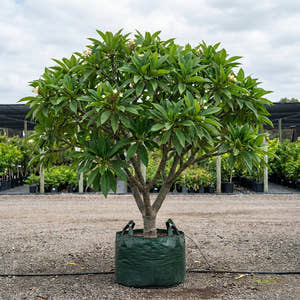 Pointed Leaf Frangipani - Plumeria acuta