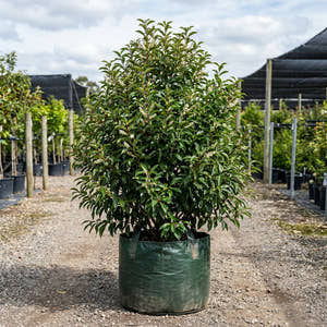 Portuguese Laurel - Prunus lusitanica