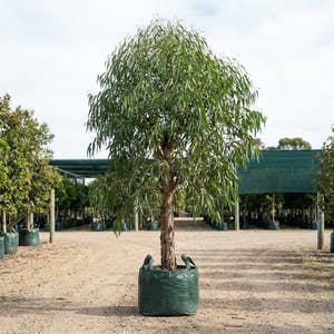 River Red Gum - Eucalyptus camaldulensis