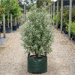 Silver Sheen Dream Kohuhu - Pittosporum tenuifolium ‘Silver Sheen Dream’