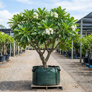 Singapore White Frangipani - Plumeria obtusa