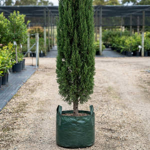Skyrocket Juniper - Juniperus virginiana ‘Skyrocket’