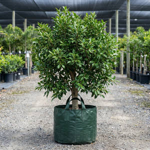 Small Leaved Fig Tree - Ficus obliqua