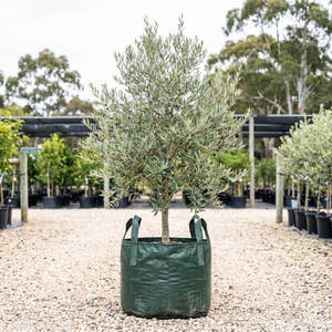 Leccino Olive - Olea europaea ‘Leccino’