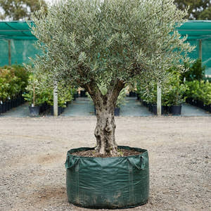 Verdale Olive - Olea europaea ‘Verdale’