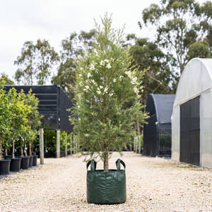 Snow in Summer - Melaleuca linariifolia