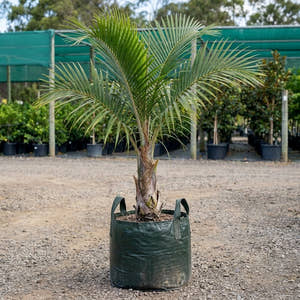 Window Palm - Beccariophoenix fenestralis