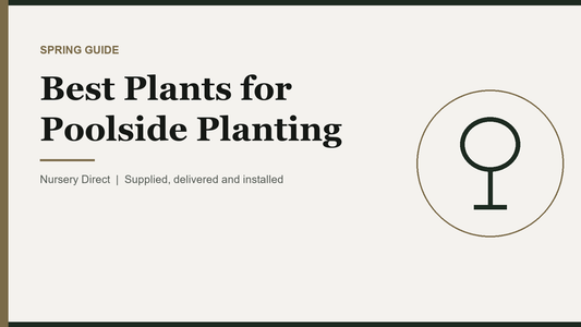 Best Plants for Poolside Planting