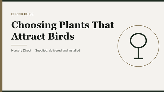 Choosing Plants That Attract Birds
