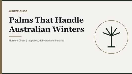 Palms That Handle Australian Winters