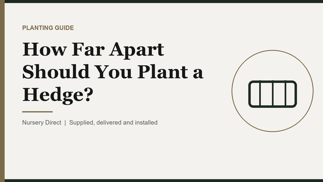 How Far Apart Should You Plant a Hedge?