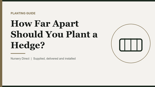 How Far Apart Should You Plant a Hedge?