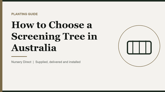 How to Choose a Screening Tree in Australia
