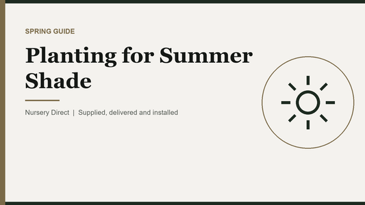 Planting for Summer Shade