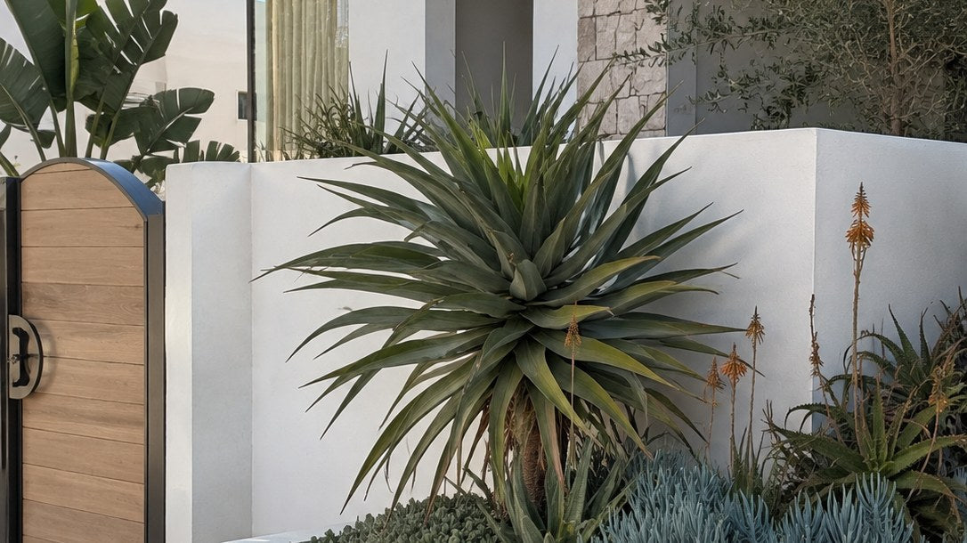 White rendered Mediterranean-style house entry with a curved raised planter of a large yucca, flowering aloes, blue chalksticks and succulents beside an arched timber gate, with an olive tree and strelitzia foliage behind.