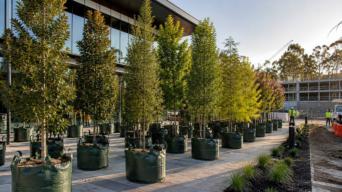 Rows of advanced trees in grow bags staged on a commercial landscaping project site.