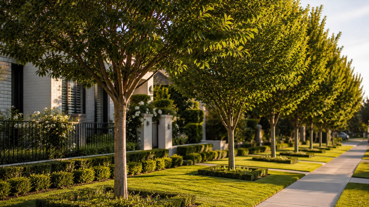 Avenue of advanced trees with clear trunks above clipped hedges in a landscaped front garden in late afternoon light.