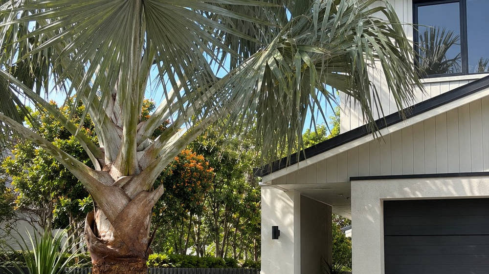 Silver-green fan palm with a stout trunk beside the garage and exposed-aggregate driveway of a modern two-storey weatherboard home, underplanted with agave, jade plant and clipped buxus balls against a black slat fence.