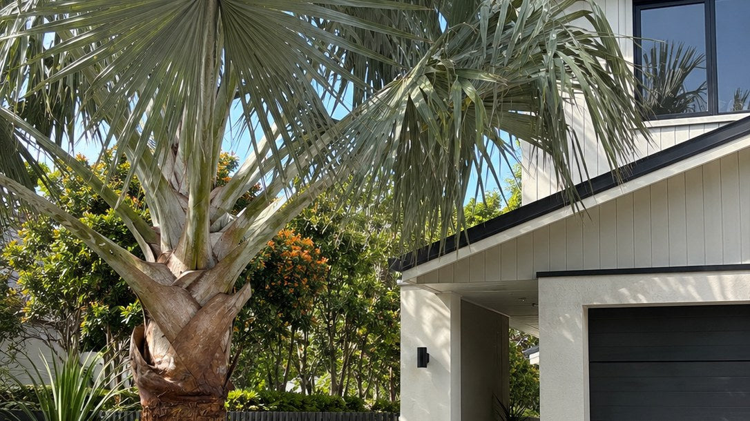 Silver-green fan palm with a stout trunk beside the garage and exposed-aggregate driveway of a modern two-storey weatherboard home, underplanted with agave, jade plant and clipped buxus balls against a black slat fence.