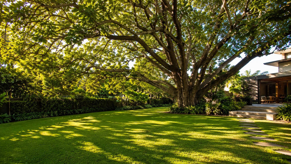 Broad spreading shade tree casting dappled shade over a backyard lawn on a summer afternoon.