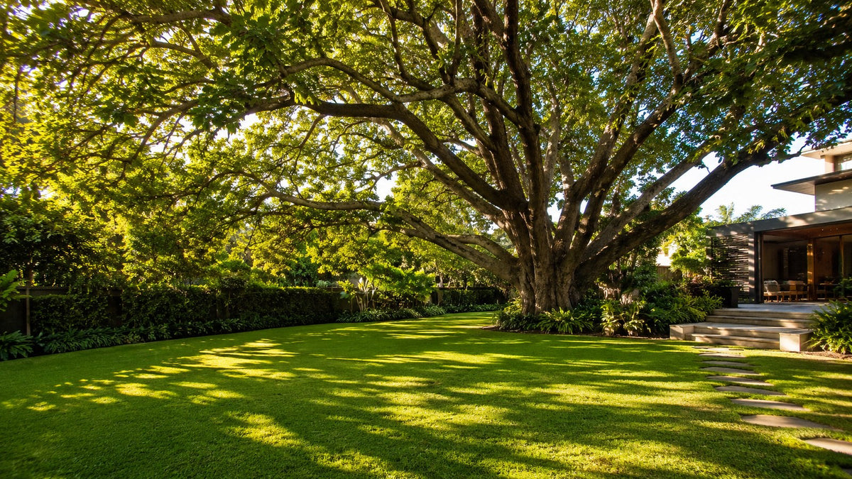 Broad spreading shade tree casting dappled shade over a backyard lawn on a summer afternoon.