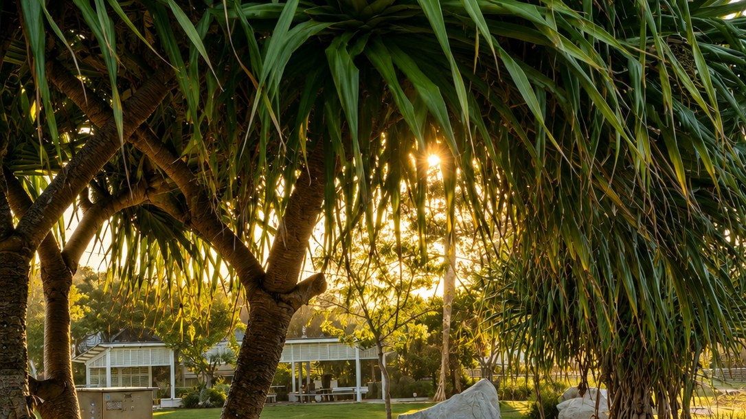 Pandanus trees with dense prop roots framing curved white timber loungers on parkland lawn at golden hour, with granite boulders and a white pavilion in the background.