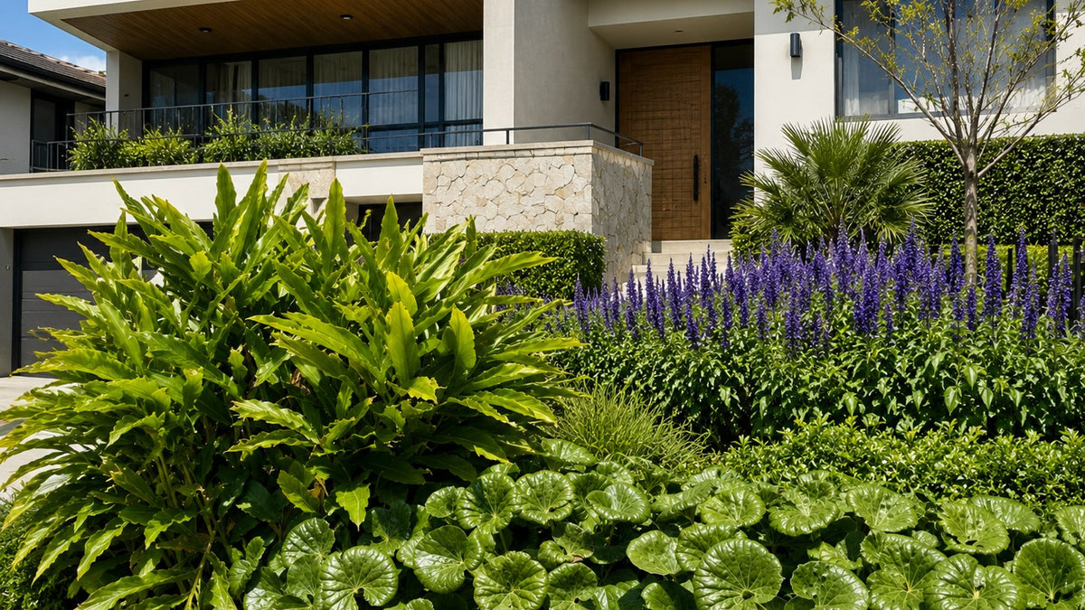 Layered front garden of a modern rendered home, with glossy green shrub foliage, round-leaved ligularia groundcover and spires of purple salvia beneath a stone-clad entry and timber front door.