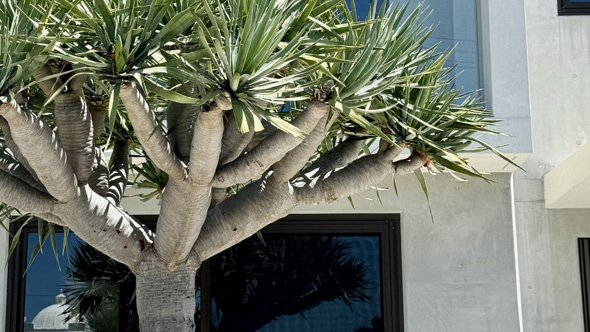 Branched dragon tree above golden barrel cactus, agaves and a spiky silver rosette in a gravel bed at a modern rendered home.
